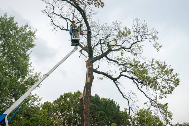 Best Hazardous Tree Removal  in Wedgefield, SC