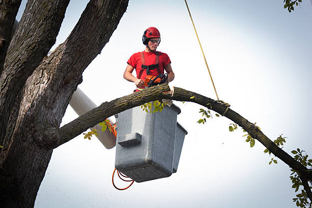 Best Fruit Tree Pruning  in Wedgefield, SC